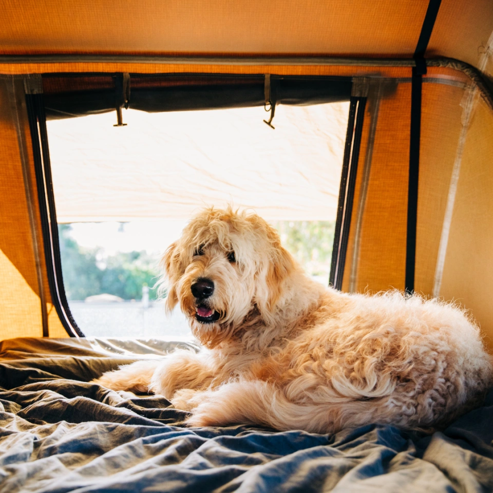 Camper trialor dog