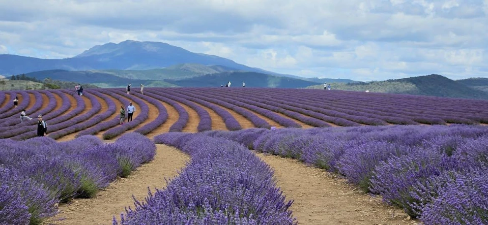 Bridestowe Lavender Estate