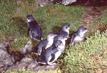 Penguins Stanley tarkine