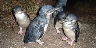 Little Penguins