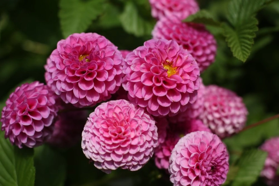 Patch dahlias