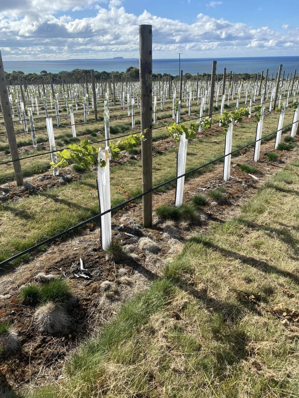 Lanigans Cafe Winery 2